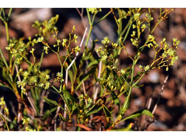 Eriogonum mortonianum (Fredonia buckwheat) #53258