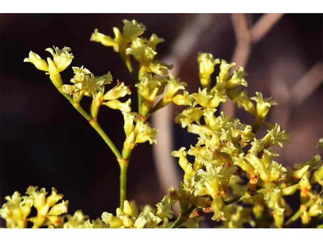 Eriogonum mortonianum (Fredonia buckwheat) #53260