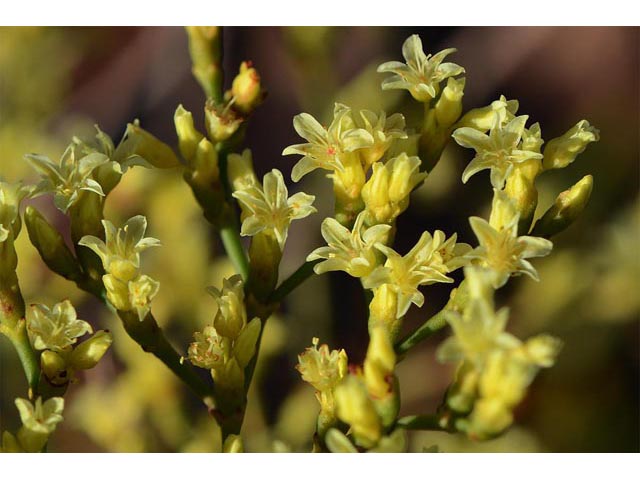 Eriogonum mortonianum (Fredonia buckwheat) #53262