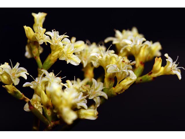 Eriogonum mortonianum (Fredonia buckwheat) #53264