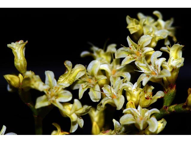 Eriogonum mortonianum (Fredonia buckwheat) #53266
