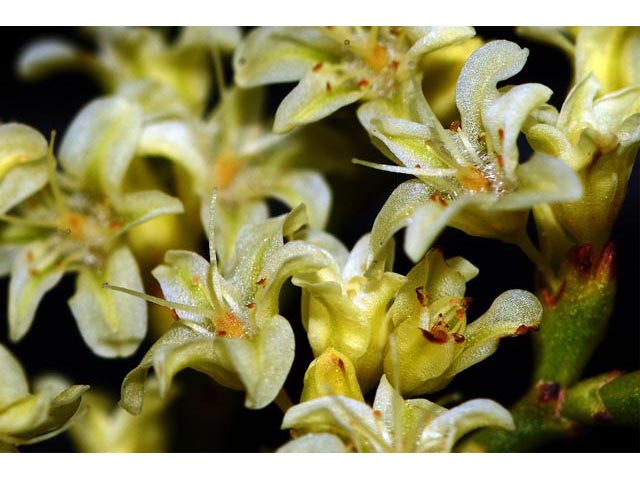 Eriogonum mortonianum (Fredonia buckwheat) #53267