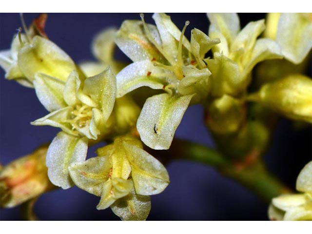 Eriogonum mortonianum (Fredonia buckwheat) #53270