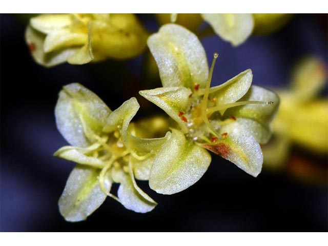 Eriogonum mortonianum (Fredonia buckwheat) #53271