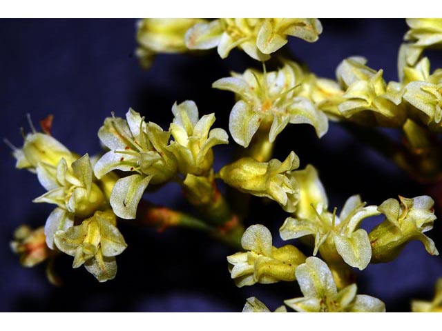 Eriogonum mortonianum (Fredonia buckwheat) #53272