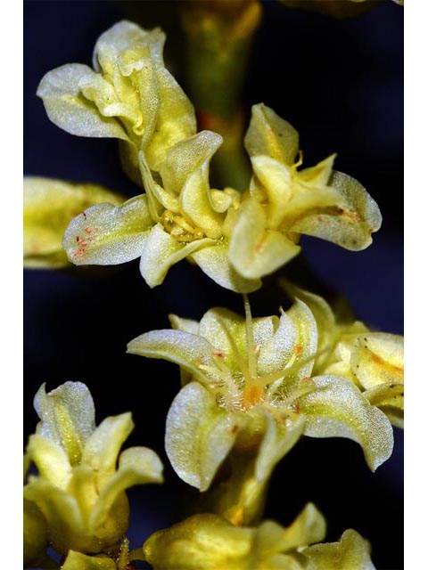 Eriogonum mortonianum (Fredonia buckwheat) #53273