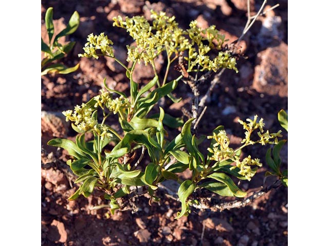 Eriogonum mortonianum (Fredonia buckwheat) #53275