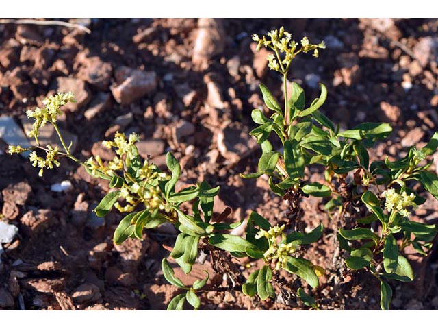 Eriogonum mortonianum (Fredonia buckwheat) #53276