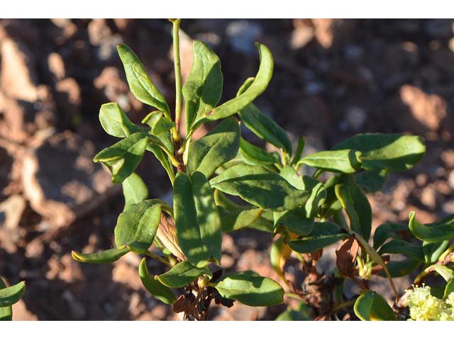 Eriogonum mortonianum (Fredonia buckwheat) #53277