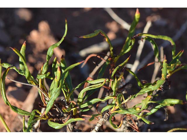 Eriogonum mortonianum (Fredonia buckwheat) #53278
