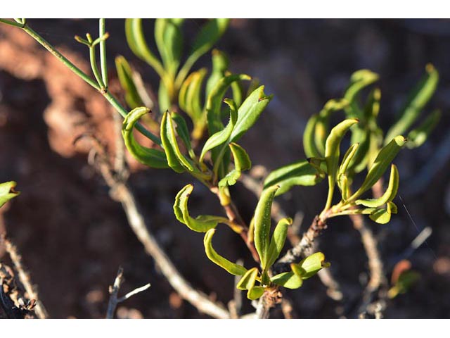 Eriogonum mortonianum (Fredonia buckwheat) #53280