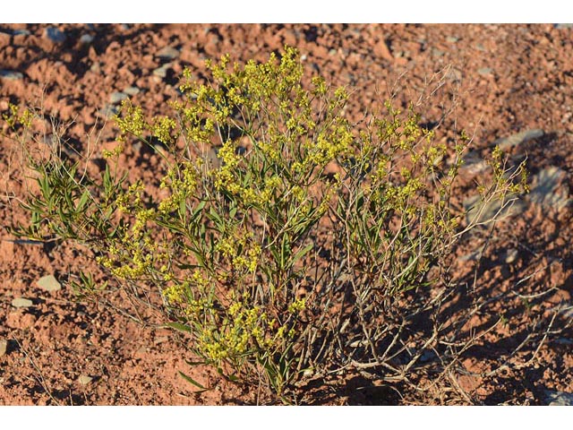 Eriogonum mortonianum (Fredonia buckwheat) #53283