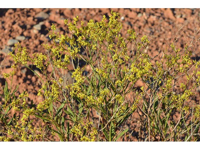 Eriogonum mortonianum (Fredonia buckwheat) #53284