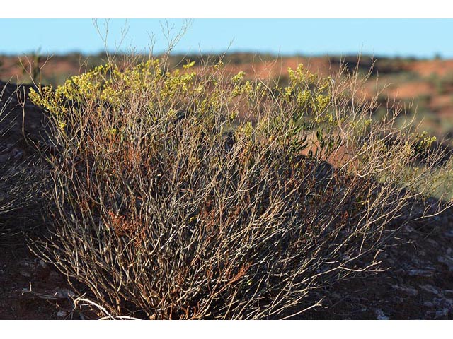 Eriogonum mortonianum (Fredonia buckwheat) #53285
