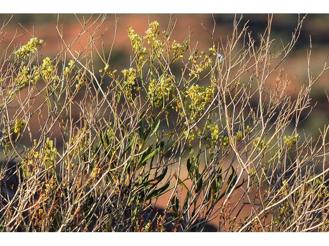 Eriogonum mortonianum (Fredonia buckwheat) #53287