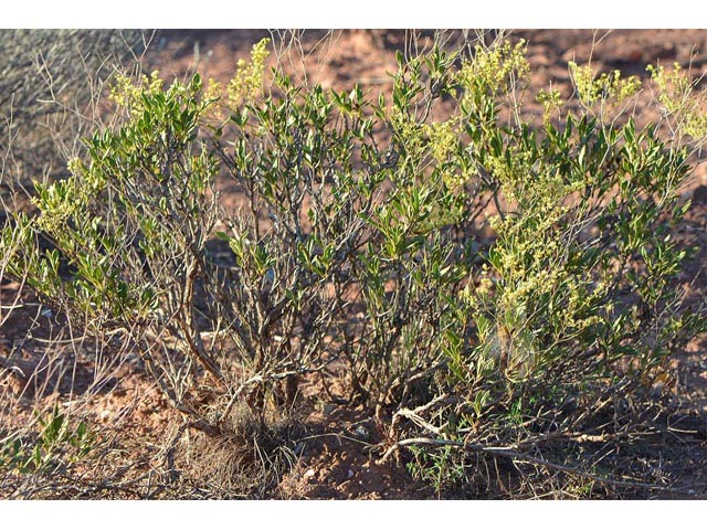 Eriogonum mortonianum (Fredonia buckwheat) #53289