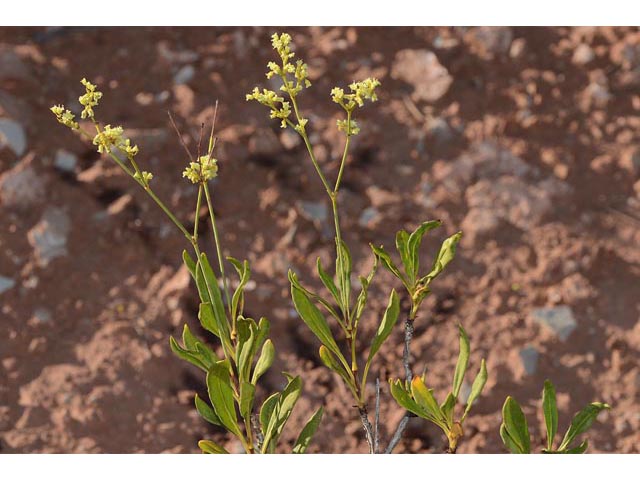 Eriogonum mortonianum (Fredonia buckwheat) #53290