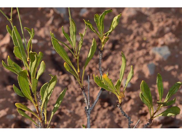 Eriogonum mortonianum (Fredonia buckwheat) #53292