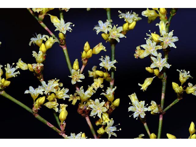 Eriogonum mortonianum (Fredonia buckwheat) #53296