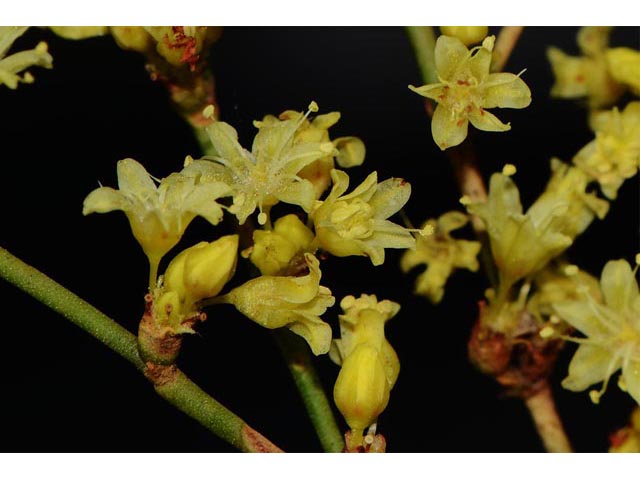 Eriogonum mortonianum (Fredonia buckwheat) #53297