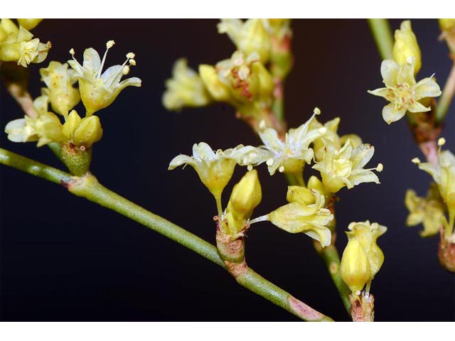 Eriogonum mortonianum (Fredonia buckwheat) #53298