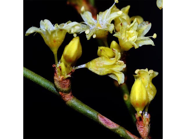 Eriogonum mortonianum (Fredonia buckwheat) #53299