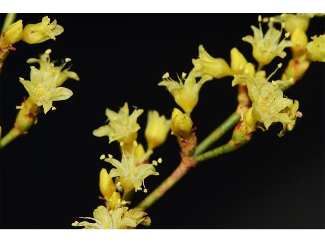 Eriogonum mortonianum (Fredonia buckwheat) #53300