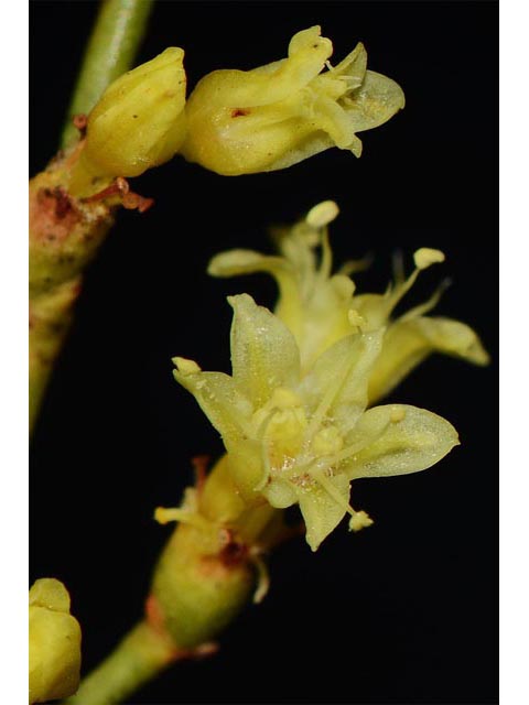 Eriogonum mortonianum (Fredonia buckwheat) #53301