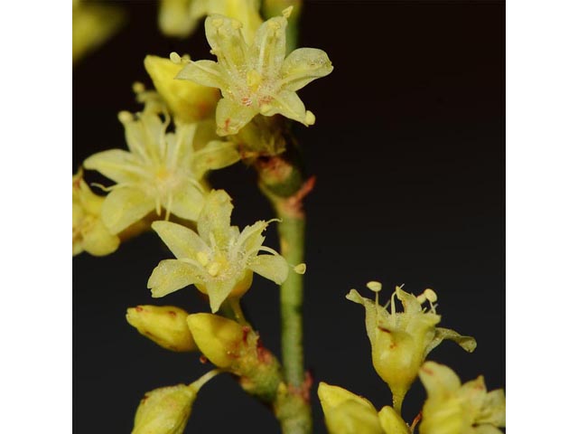 Eriogonum mortonianum (Fredonia buckwheat) #53303