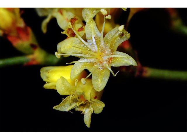 Eriogonum mortonianum (Fredonia buckwheat) #53305