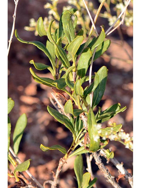 Eriogonum mortonianum (Fredonia buckwheat) #53308