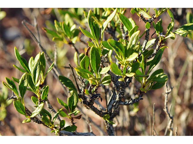 Eriogonum mortonianum (Fredonia buckwheat) #53310