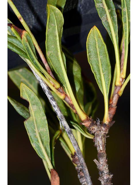 Eriogonum mortonianum (Fredonia buckwheat) #53311
