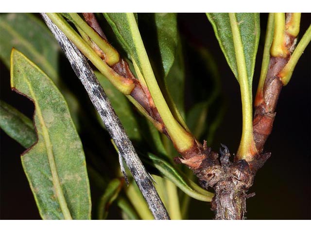 Eriogonum mortonianum (Fredonia buckwheat) #53312