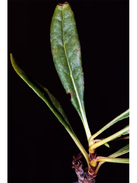Eriogonum mortonianum (Fredonia buckwheat) #53313