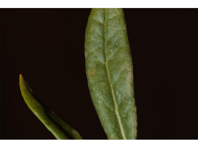 Eriogonum mortonianum (Fredonia buckwheat) #53314