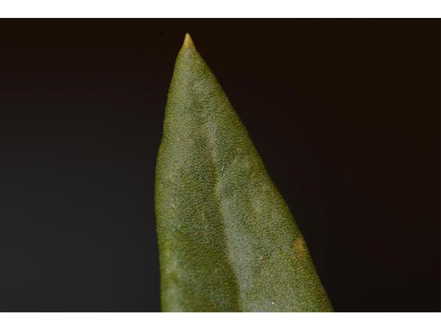 Eriogonum mortonianum (Fredonia buckwheat) #53315
