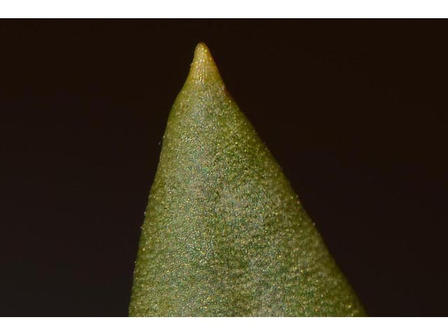 Eriogonum mortonianum (Fredonia buckwheat) #53316