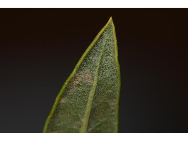 Eriogonum mortonianum (Fredonia buckwheat) #53317