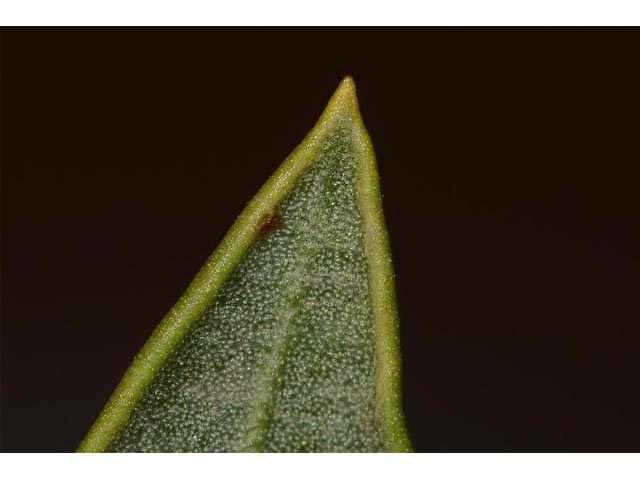 Eriogonum mortonianum (Fredonia buckwheat) #53318