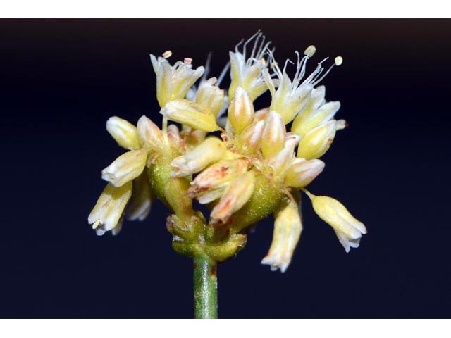 Eriogonum novonudum (False naked buckwheat) #53354