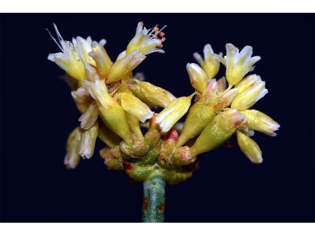 Eriogonum novonudum (False naked buckwheat) #53359