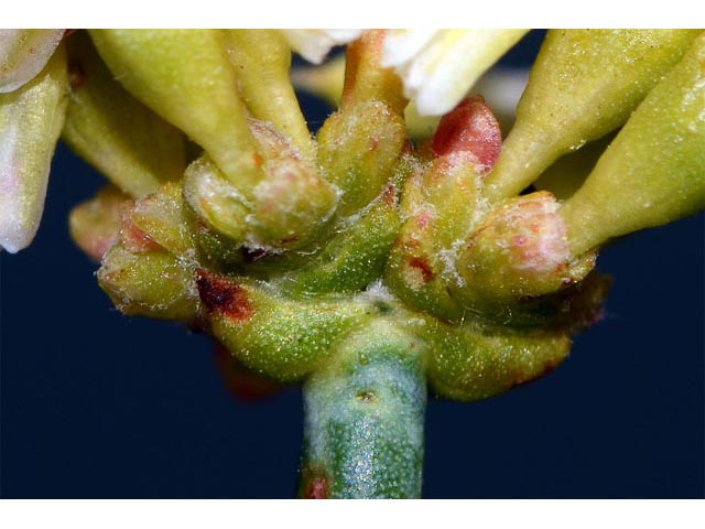 Eriogonum novonudum (False naked buckwheat) #53362