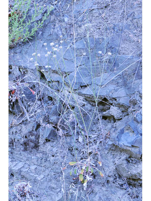 Eriogonum nudum var. auriculatum (Naked buckwheat) #53363