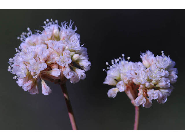 Eriogonum nudum var. auriculatum (Naked buckwheat) #53369