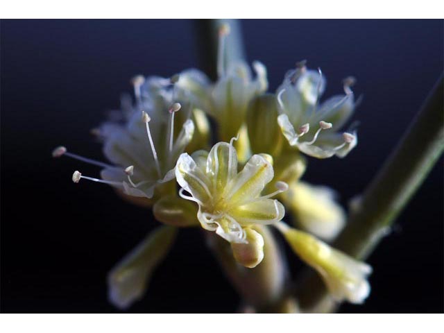 Eriogonum nudum var. indictum (Protruding buckwheat) #53381