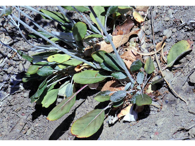 Eriogonum nudum var. oblongifolium (Naked buckwheat) #53406