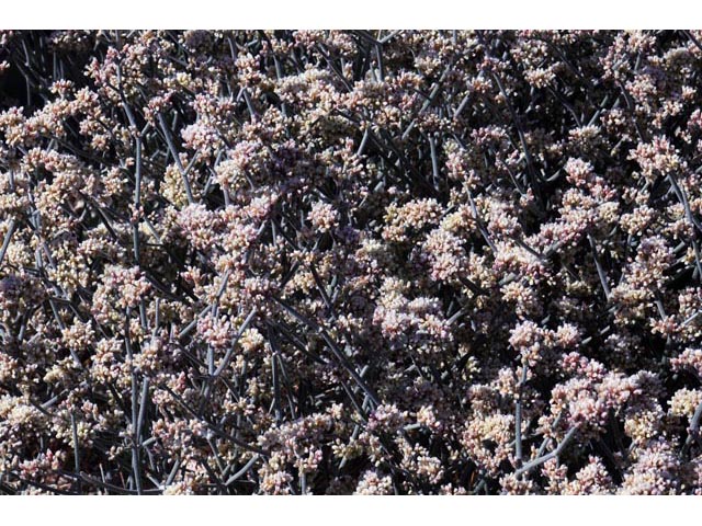 Eriogonum nummulare (Money buckwheat) #53491