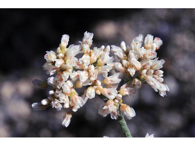 Eriogonum nummulare (Money buckwheat) #53497