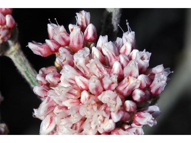 Eriogonum nummulare (Money buckwheat) #53501